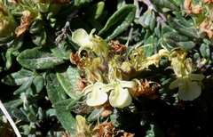 Teucrium montanum