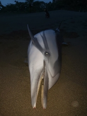 Stenella coeruleoalba