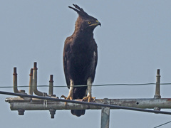 Lophaetus occipitalis