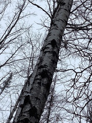 Populus tremuloides