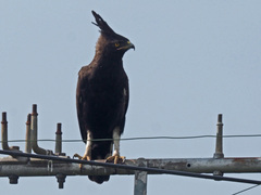 Lophaetus occipitalis
