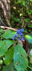 Palicourea brachiata