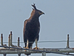 Lophaetus occipitalis