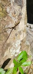 Anolis krugi