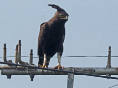Lophaetus occipitalis