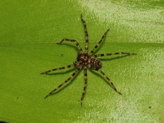 Heteropoda