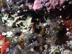 Coscinasterias tenuispina