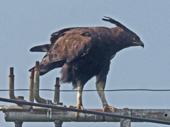 Lophaetus occipitalis