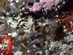Coscinasterias tenuispina
