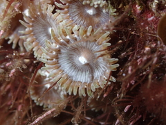 Zoanthus pulchellus