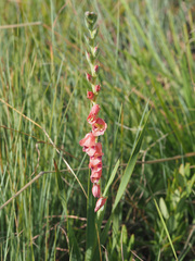 Gladiolus crassifolius