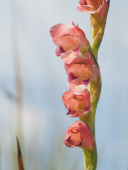 Gladiolus crassifolius