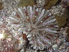 Actinostella flosculifera