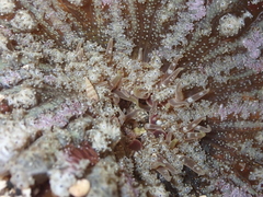 Actinostella flosculifera