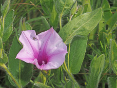 Ipomoea crassipes