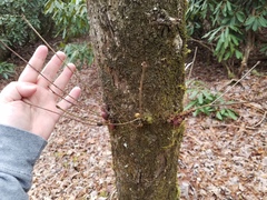 Disholcaspis globosa