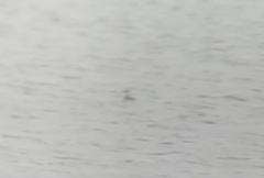 Podiceps auritus