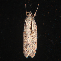 Izatha attactella