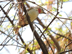 Pachyramphus aglaiae