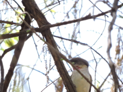 Pachyramphus aglaiae