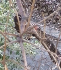 Yungipicus canicapillus