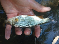 Sarmarutilus rubilio