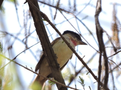 Pachyramphus aglaiae