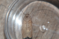 Izatha attactella