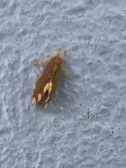 Orvasca subnotata