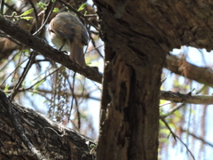 Pachyramphus aglaiae