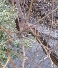 Yungipicus canicapillus