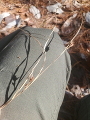 Rhynchospora glomerata