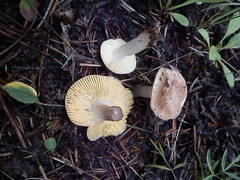 Russula puellaris