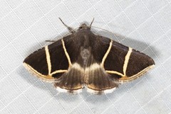 Grammodes justa
