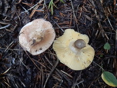 Russula puellaris