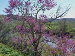 Cercis