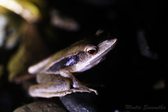 Clinotarsus penelope