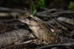 Limnonectes leporinus