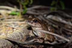 Limnonectes leporinus