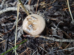 Russula puellaris
