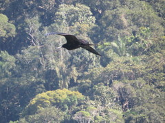 Fregata magnificens