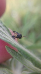 Chalcidoidea