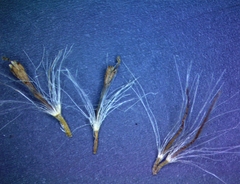 Pterocaulon virgatum