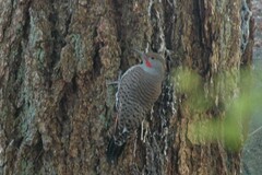 Colaptes auratus luteus × cafer