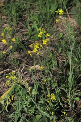 Brassiceae