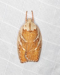 Euchaetis rhizobola
