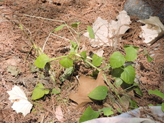 Commicarpus scandens