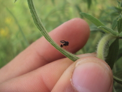 Chalcidoidea