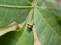 Psyllobora variegata