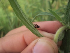 Chalcidoidea